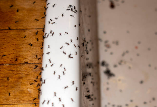 Best Affordable Pest Control Services  in Easton, MD