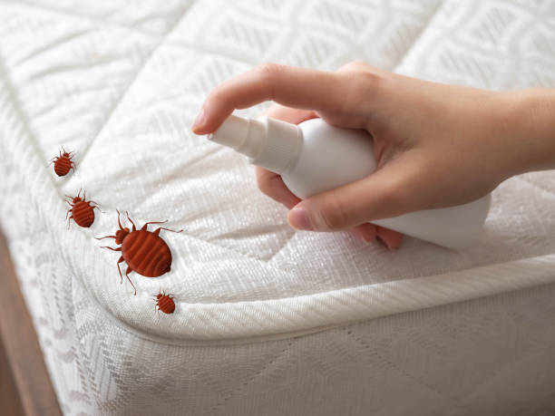 Best Local Pest Control Services  in Easton, MD